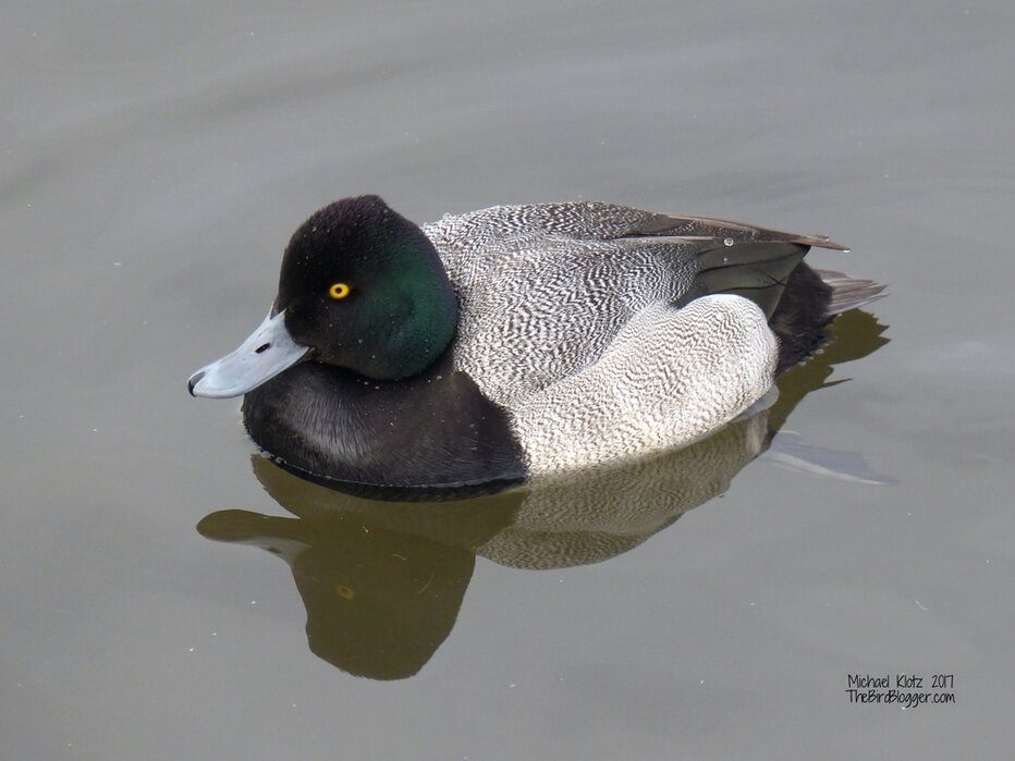 I have always had a tough time with identifying the two types of scaup. The best, from what I have been told is the flat spot in the profile of the back of the head and no black 