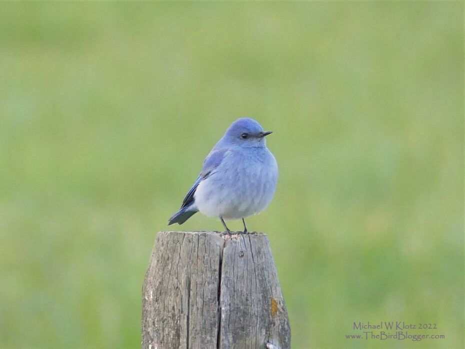 Mountain Bluebird - Campbell Valley Park, BC        A late spring migrant stopped in a local park called Campbell Valley Park which is very close to the US-Canada border in Langley. Our little blue visitor was only there for the day and must have continued on his way north to places unknown. Most of our Mountain Bluebirds will stay East of the Coast Mountain Range in British Columbia or Alaska's drier interior. Bluebirds have two cousins, Western and Eastern Bluebirds with both of those birds told by the amount of rusty red on their chests.                Michael W Klotz 2022 - www.TheBirdBlogger.com