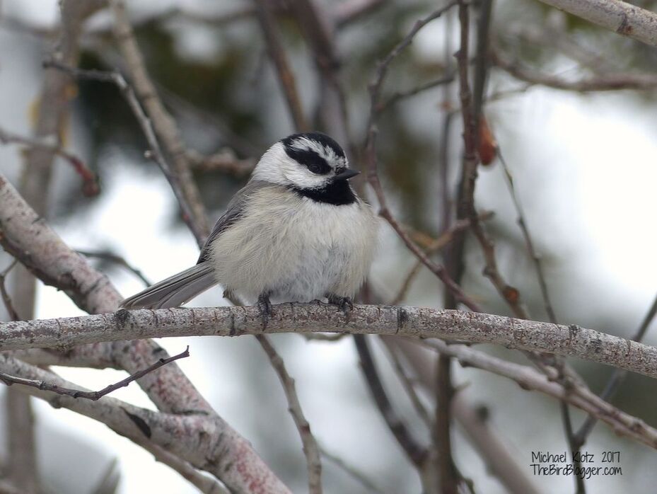 It was -1F/-18C when I ran into a group of small birds making their way through the pine and fir above Kamloops. It was a mixed flock of Black-capped Chickadee, mountain Chickadee, Brown Creeper and Red-breasted Nuthatch. I find it amazing that these tiny little birds can survive the major sub 0 temps with a limited source of food. From what I have researched, to make sure they dont freeze overnight, the enitre flock finds a woodpecker hole and piles in on top of each other and vibrate all night to make sure they don't freeze.     Michael Klotz - www.TheBirdBlogger.com