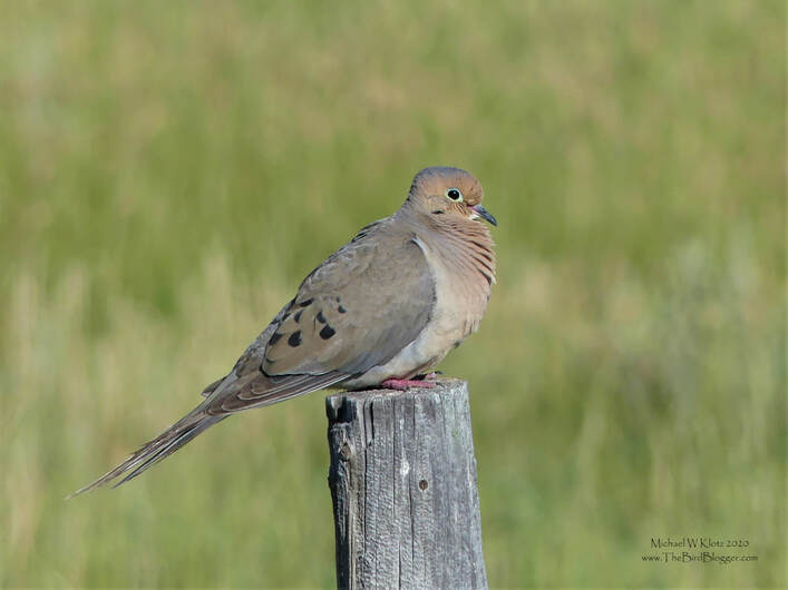 Mourning Dove - Wildhorse, AB        For such a plain brown bird these little members of the pigeon family get tons of attention. It could be the soft mournful sound that they are named after, or the small cute frame of these generally shy birds. They are numerous throughout North America, but are slowly declining in the west. This bird was sitting pretty on a fence post just north of the Wildhorse, Alberta border crossing.                    Michael W Klotz 2019 - www.TheBirdBlogger.com Picture