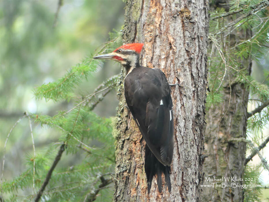 Pileated Woodpecker - Cousins Bay, BC         North American's largest woodpecker can be as quiet as a whisper or as noisy as a flock of geese. The later is mostly when a pair is on their nesting territory in mating season. The bird that used to hold the previous record for the largest woodpecker in North America is the Ivory-billed woodpecker which is now thought to be extinct. The last undisputed sighting is from 1944 in the swamps of Louisiana. The north eastern slope of the Kalamaka Lake was where this bird was searching stumps for a bit to eat.               Michael W Klotz 2021 - www.TheBirdBlogger.com Picture