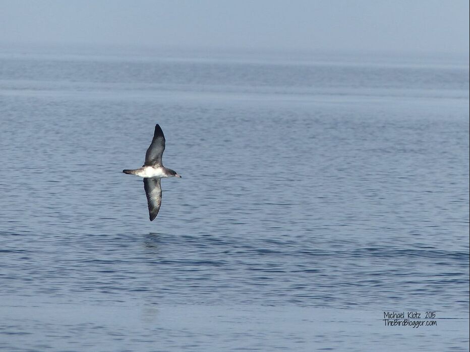 On a mini pelagic trip with some birding friends from the Vancouver and Vancouver Island just off of Sooke, BC in the Juan de Fuca Straight. It was a beautiful day with amazingly calm waters. We had several fly-by's from some tube nosed birds like this Pink-footed Shearwater.   Michael Klotz - www.TheBirdBlogger.com
