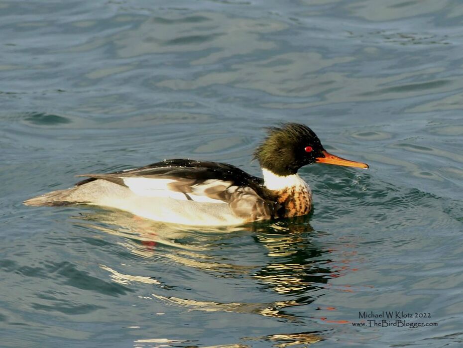 Red-breasted Merganser - Port McNeil, BC          Sometimes when you are patient, the birds will come to you. That was the case for us on the city dock while we waited for this Red-breasted Merganser to make his way from just outside the breakwater to with in 15feet of us so we could see that stunning red eye. These 