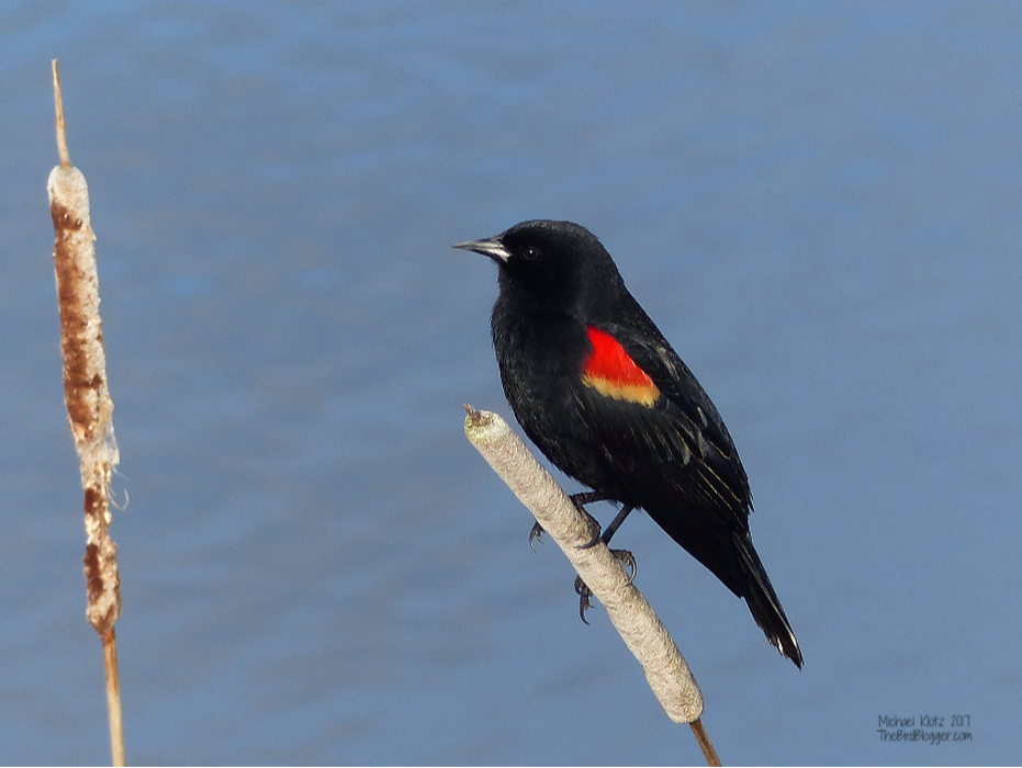 Red-winged Blackbird - This bright shouldered blackbird is always the most vocal of the birds of a marshy pond. The are fiercely protective of their home range driving off  birds and animals many times their size. They are frequently seen harassing crows and Red-tailed hawks until the would be nest thief is driven from the area. These birds are the most common bird in North America with some 130 million birds which is down from 190 million birds over the last 40 years.     Michael Klotz - www.TheBirdBlogger.com Picture
