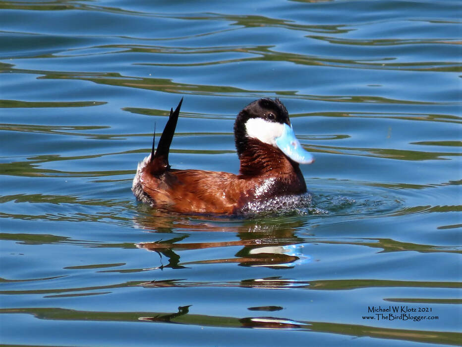 Ruddy Duck - Mahoney Lake, BC        Ruddy Ducks stand out on a lake when it is breeding season. The males are are a deep chestnut with a white cheek and a bright baby blue beak. I was lucky enough to catch this male in his breeding display. The beak is thrust down on the chest and the air is forced out blowing bubbles. It is all finished with a resounding grunt/quack. The female didn't seem impressed, but maybe I just don't understand the finer points of Ruddy Duck Courtship. This was taken in the BC Okanagan on Mahoney Lake               Michael W Klotz 2021 - www.TheBirdBlogger.com Picture