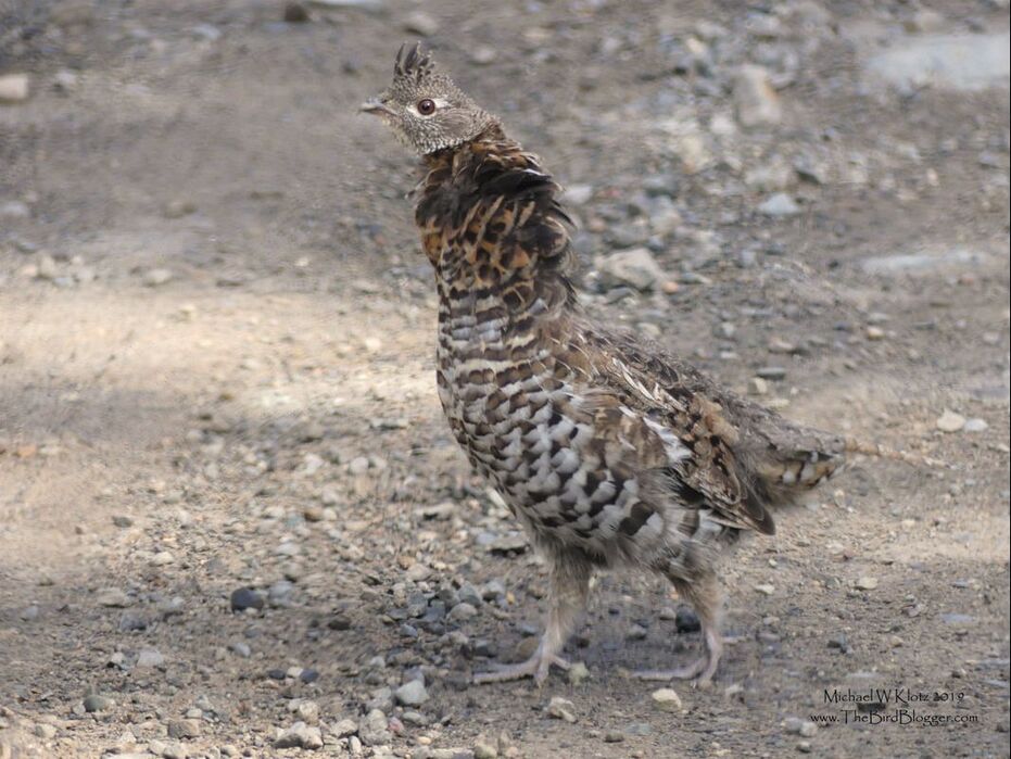 Ruffed Grouse - Kamloops, BC         This first year bird was doing a very good job of showing off his 