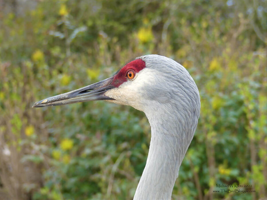 Sandhill Crane - Reifel Bird Sanctuary, BC       We are lucky enough to have a world class bird sanctuary here in Metro Vancouver. The sanctuary is home  to several birds that can be found here up close and personal. We have our very own Sandhill Cranes that nest here in the summer months, usually showing up with as many as 4 colts. These birds are quite tame and will even take the wheat feed out of your hand in the area where the ducks wait for food. Sandhill Cranes can be found in the southern United States in flocks of more than 1000 birds and is quite the spectacle.              Michael W Klotz 2021 - www.TheBirdBlogger.com Picture
