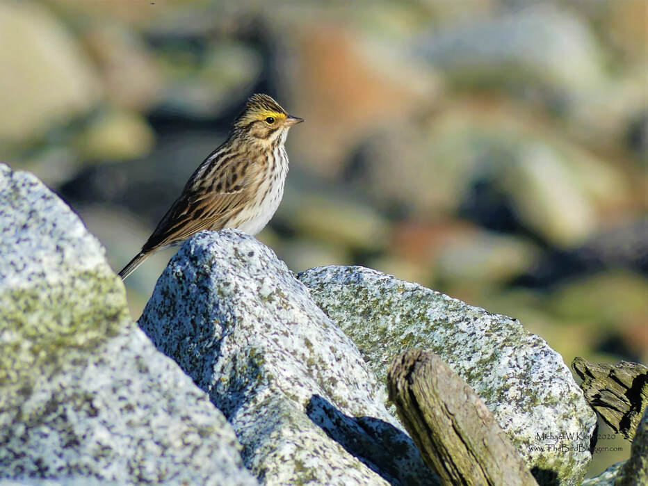 Savannah Sparrow - Tsawwassen Ferry Jetty, BC          Long light, drift wood and a thoughtful Savannah Sparrow make for a good shot one spring evening along the ferry jetty out of Tsawwassen. We have these little yellow-browed sparrows year round along the coast but this was taken in April during migration for these guys. A good deal of grassland birds travel up the coast and find spits of land to refuel their stomachs on their way north. The Jetty is a great place to find unusual migrants.                Michael W Klotz 2020 - www.TheBirdBlogger.com Picture