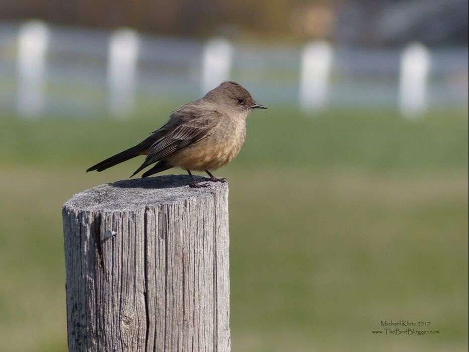 Say's Phoebe - Kelowna  On the way into Robert Lake, a Say's Phoebe was flycatching from the fence posts. I parked 5 posts up from the bird and waited patiently for him to land on my fence post. I near about fell over when he did exactly what I was thinking. Sometimes photography requires all sorts of ingenuity to get the shot and using a vehicle as a blind works very well. Say's pheobes like grassland or farm land with perches 3-5 feet from the ground. They are also one of the flycatchers that breeds furthest north into the arctic circle and to the very northern tip of Alaska.     Michael Klotz - www.TheBirdBlogger.com Picture