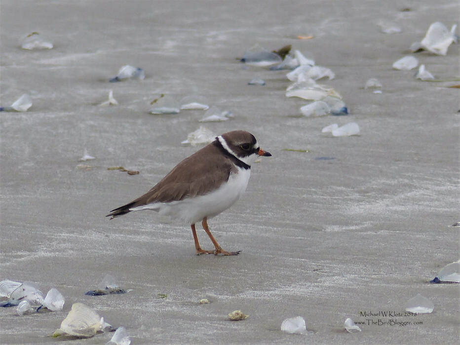 Semipalmated Plover - Long Beach, BC         This little plover is our most common on the Pacific coast. Its name comes from the semi-webbed feet that help to keep it from sinking into softer muddier areas. This beach is usually a favorite of surfing destination, but in the spring and fall, the shorebirds heading to the arctic circle use this as a refueling station. You can find a multitude of species running up and down the beach looking for critters that live in the sand. You can all see on the ground what looks like plastic, but these are remnants of small jellyfish that use this stiff chitinous sail to move them around on the open ocean.          Michael W Klotz - www.TheBirdBlogger.com
