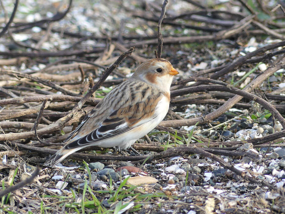 Snow Bunting - Blackie Spit, BC         One of Vancouver's best location for birding is along a stretch of sand at the end of Nicomekl River in the little community of Crescent Beach. This year we have been very lucky to have a wintering group of Snow Buntings staying with us here. During the winter months the brown plumage keeps them safe in sandy and grassy areas where they forage out seeds. In the Summer, they are a striking black and white.                 Michael W Klotz 2020 - www.TheBirdBlogger.com Picture