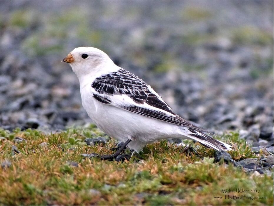 Snow Bunting -  It was a very dreary day when the phone went off suggesting there was a snow bunting in breeding plumage out on the Iona Jetty. (Thanks Mel)  I was with my wife who had just endured a weekend of birding and was now asked to hang out in the truck just another hour........ tops, as I ran down the jetty to see if I could get some shots. Snow buntings that you usually see around here are brown and white and not at striking with the black. There he was, calm as could be picking the seeds from the short grass on the top of the pipe. The bird and I were both soaked to the bone, but I was smiling ear to ear.    Michael Klotz - www.TheBirdBlogger.com Picture