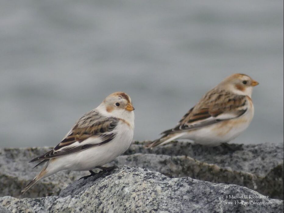 Snow Buntings - Tsawwassen, BC       These hardy little birds were grouped up in a flock of 6 on a very cold and windy day in January on the Tsawwassen Ferry Jetty. The brownish tones that they sport in the winter turn to black and white for breeding in the high artic. The straight back toenail of the species alludes to their cousin the longspur who also frequent the jetty in the spring and fall during migration.             Michael W Klotz - www.TheBirdBlogger.com Picture