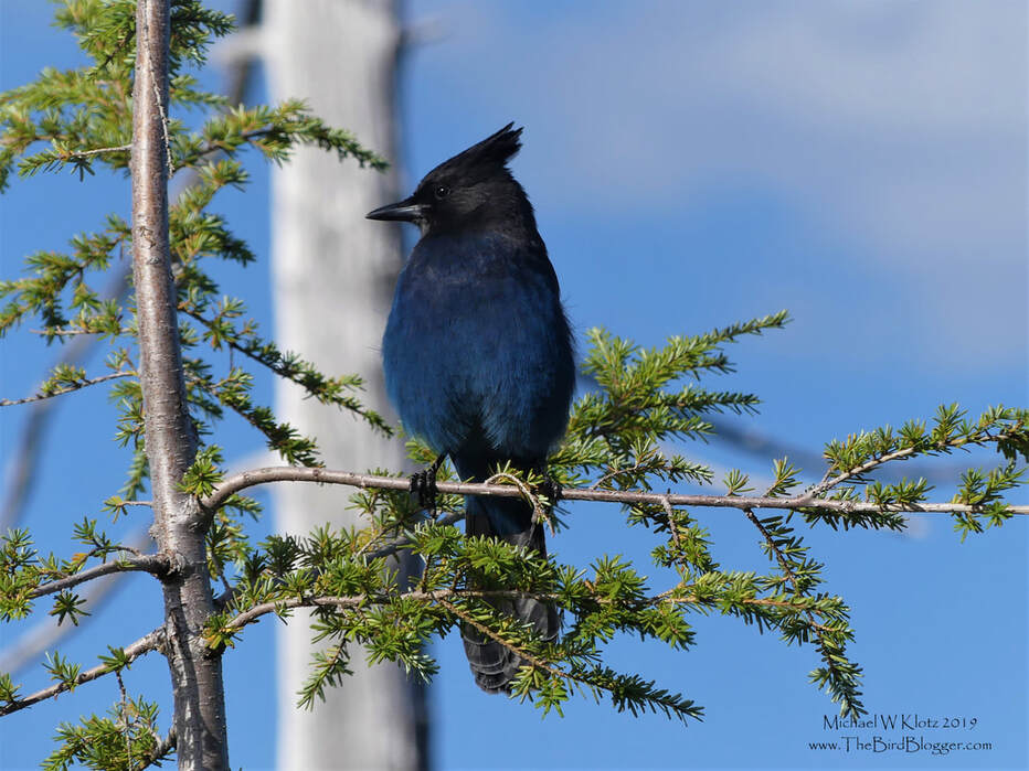 Stellar's Jay - Bowen Lookout, BC          During a birding tour with a very interesting fellow birder we hiked Cypress Mountain to a specific lookout with a fantastic view of Bowen Island. During our quick stop, we had a visitor sit very nicely for us in the young hemlock. These very industrious birds are smarter than the average jay. They wait for their cousins the Canada Jay to pilfer food from unsuspecting hikers and then stash it in the nooks of the tree branches. The Stellar's jay waits patiently and watches while taking mental note where his food is not stored for a snack now or later.                       Michael W Klotz 2019 - www.TheBirdBlogger.com Picture