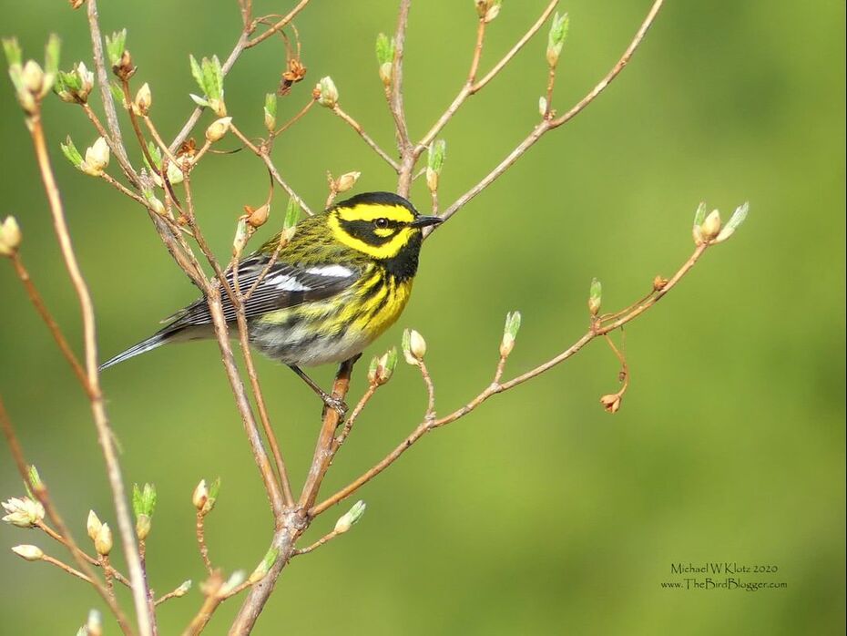 Townsend's Warbler - Cypress Provincial Park, BC          Yew Lake is a fantastic place to bird in Vancouver during the summer months. The access is phenomenal and you are in the high altitude habitats looking at birds that are not usually found save the migration. Townsend's warblers are usually flitting around the tops of the evergreens but this one was lower and hunting in and around the blueberries lower shrubs. I have always thought they look like Prairie warblers but in fact are more closely related to the Hermit warbler.              Michael W Klotz 2020 - www.TheBirdBlogger.com Picture