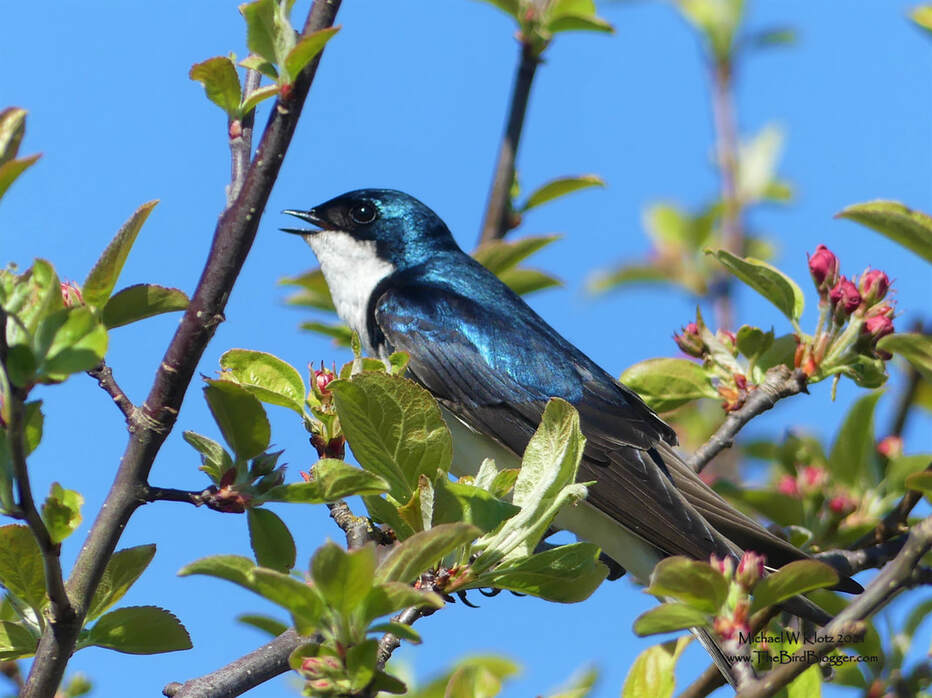 Tree Swallow - Iona Beach Regional Park, BC         Our first splash of color here in Metro Vancouver came as a Tree Swallow and some apple flower buds. Along the walk between the two ponds at Iona Beach Regional Park there are a couple of nest boxes that house very content tree swallows. This male was protecting his hard won swallow home from an apple tree feet from the nest box on a stick. Tree swallows are the first of our migrating swallows and always mean that spring is here.           Michael W Klotz 2021 - www.TheBirdBlogger.comPicture