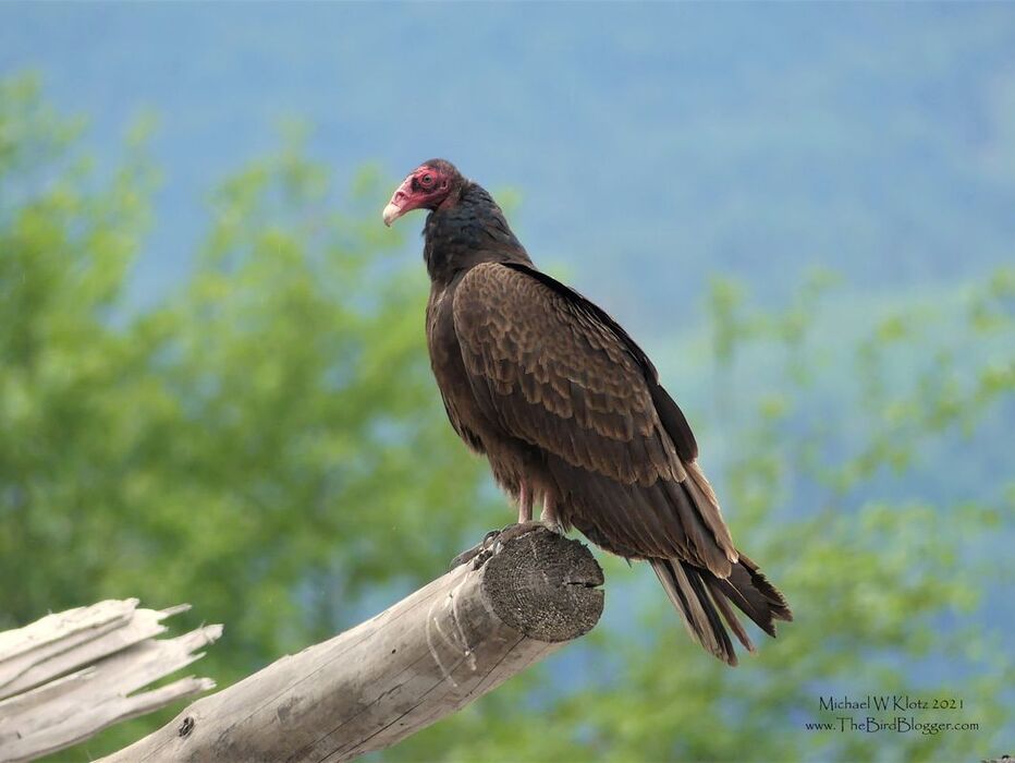 Turkey Vulture - Harrison Lake, BC       20 years ago, turkey vultures were not a common site on the south coast of British Columbia. They are thick now, found near the mountains on a the majority of sightings as they use the updraft to soar for hours without a flap of their wings. This red-headed raptor was found on one of the logging landing on the north east of the lake having a quick rest.              Michael W Klotz 2021 - www.TheBirdBlogger.com Picture