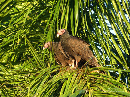 Turkey Vulture - Santo Tomas, CU          I always thought vultures were a dessert type of bird, but I guess thats what watching too many cartoons can do!  These not so pretty birds were hanging out in the early morning sun on a coconut palm in the village of Santo Tomas, Cuba. Most vultures wait on hill sides until the thermals start so they don't have to spend so much energy on getting into the air, but when you live in the swamp, sometimes a palm tree is the tallest thing around.                  Michael W Klotz 2019 - www.TheBirdBlogger.com Picture