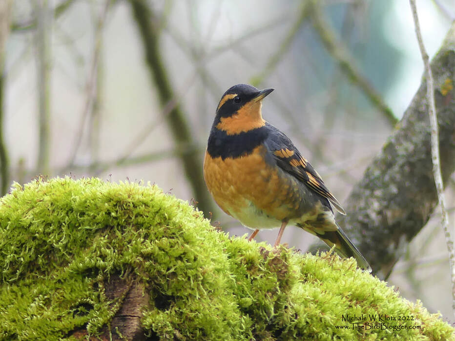 Varied Thrush - Edgewater Bar Campground, BC        During a bird count in Derby Reach Regional Park this spring our group came across a decent sized flock of Varied Thrush feeding in the grass and forest edge along with some American Robins and a mixed flock of sparrows. As we made our way down the edge of the Fraser river, this very cooperative bird flew up and perched on a moss covered stump and started begging for his photo to be taken. We thanked him, added him to the tally and move on down the path.                     Michael W Klotz 2021 - www.TheBirdBlogger.com