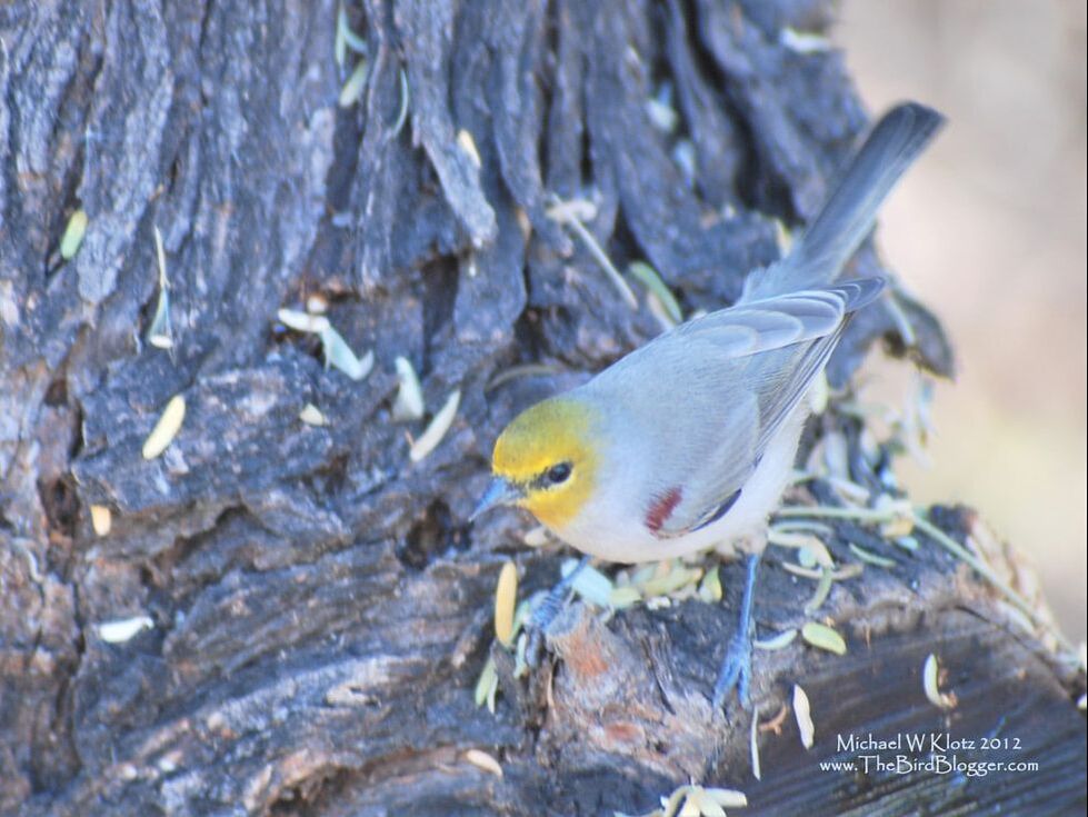 Verdin - Gilbert Water Ranch, AZ        Poking through the crevices of this mesquite tree I ran into this desert dweller called a Verdin. They are quite colorful and are fascinating to watch. He was found in the back section of the Gilbert Water Ranch.                Michael W Klotz 2012 - www.TheBirdBlogger.com