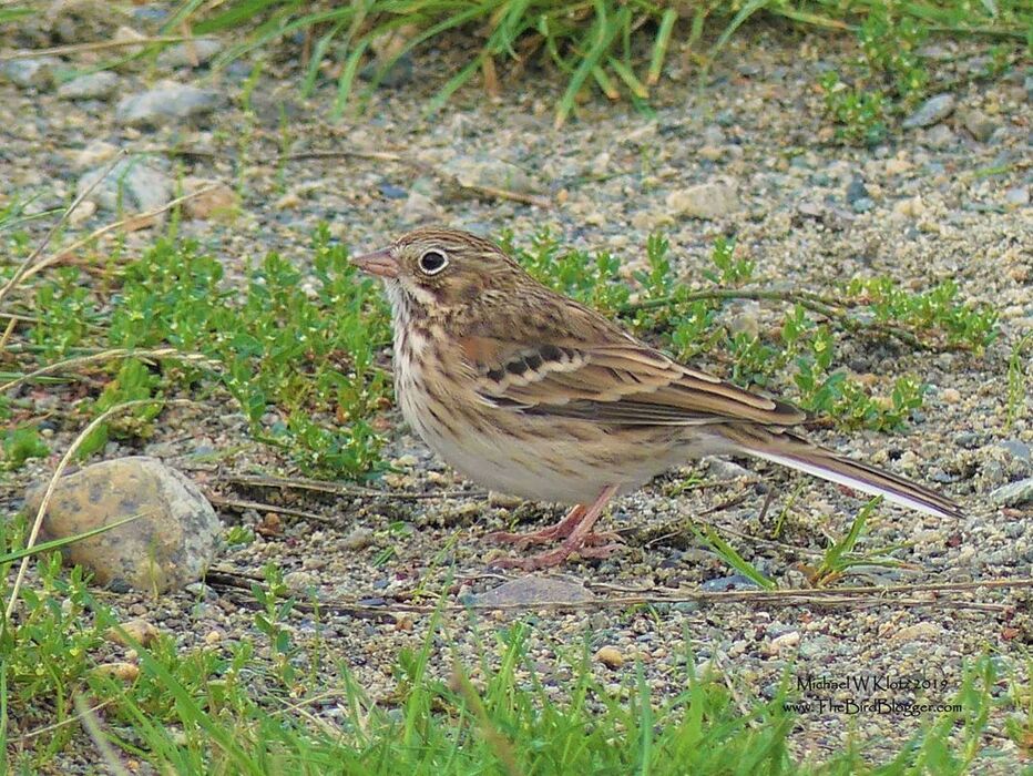 Vesper Sparrow - West Vancouver, BC          This little bird is usually common to the plains and grasslands in the interior of the province, but during migration we will see them stop over for a day or two on the way south. The thing about this bird is that it stopped over on the coast in Ambleside park which is not so strange. The weird part is that it set up shop in a dog park. Every time a dog ran by, it found shelter in the longer grass and 2 minutes later would come out to eat.                     Michael W Klotz 2019 - www.TheBirdBlogger.com Picture