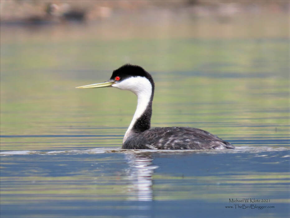 Western Grebe - Salmon Arm, BC        Every year more than 500 Western grebes make their way north to Salmon Arm Bay at the top of their range, to mate and nest in the shallow reed beds where they nest. They pair up and perform some of the most beautiful courtship dances known to birds. Once the courtship solidified, the nesting ritual called the weed ceremony is performed and the nest building begins. The female is fed during the egg laying and first part of the incubation and 24 days later the next generation is born.              Michael W Klotz 2021 - www.TheBirdBlogger.com Picture