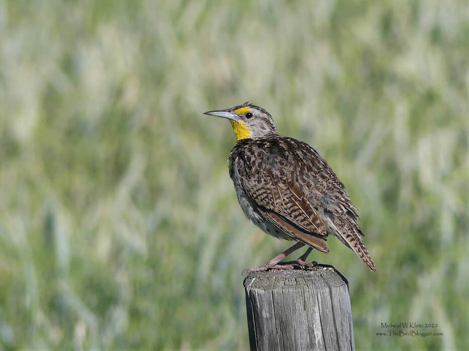 Western Meadowlark - Wildhorse, AB         The songster of the grasslands is this large chunky bird with the golden throat. The Western Meadowlark is found from the Great Lakes west with some of the territory overlapping with the Eastern Meadowlark. The visual differences are few, but the song is substantially different. This makes for a much easier time where the two over lap. The bird was found just north of the Wildhorse border crossing in Alberta.                    Michael W Klotz 2019 - www.TheBirdBlogger.comPicture