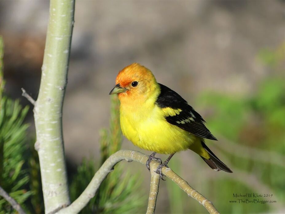Western Tanager - Meadow Lake, BC       There is nothing more spectacular than a close encounter with a beautiful piece of nature. This male Western Tanager was very close to the road edge looking for breakfast. He let me get within feet to photograph him. He had a mate near by who made a quick appearance, but soon disappeared with the male in hot pursuit. Can't beat the color of this summer resident of Meadow Lake.                Michael W Klotz 2019 - www.TheBirdBlogger.com Picture