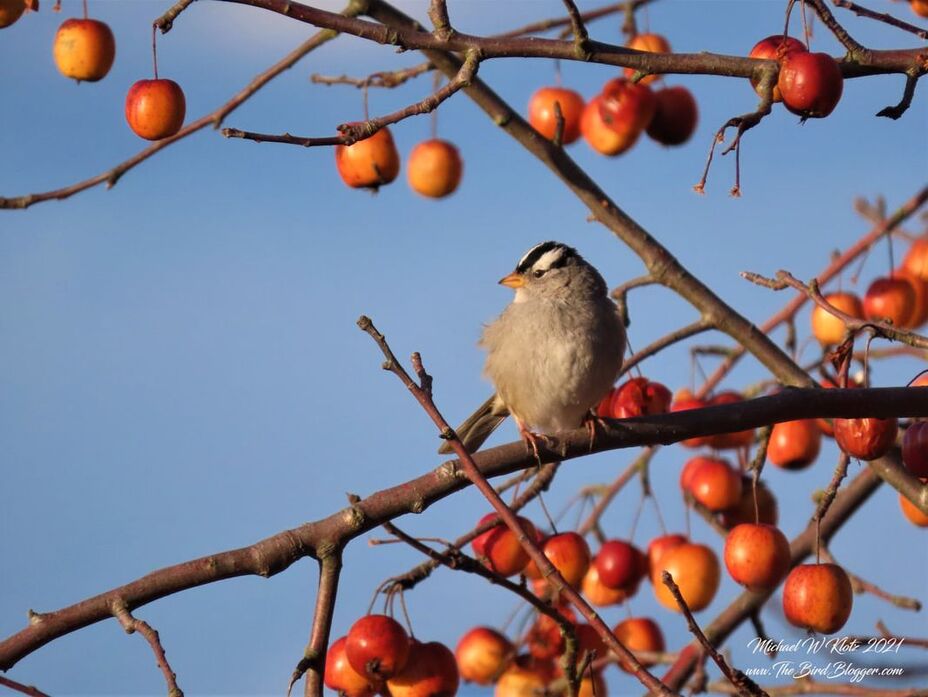 Catching the last of the sun on a late winter morning this White-crowned sparrow was perched in a crabapple tree just off a dyke on Boundary Bay. I was surprised to see how long the fruit lasted over the winter on this tree. Most of the birds here prefer the native Pacific Crabapple which is substantially smaller than this imported variety. Something I just learned about these birds is they can stay awake for up to two weeks at a time during migration!! Eating during the day as a preference and flying up to 300 miles a night.  Picture