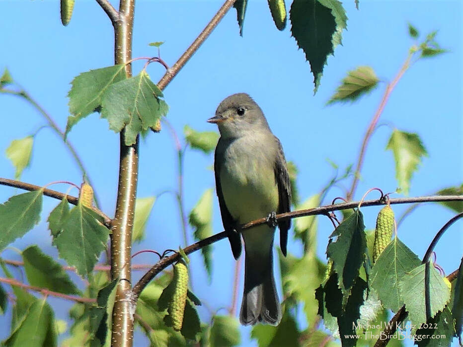 Willow Flycatcher - Capilano Dam, BC       This is one of those flycatchers that you need to catch calling to properly identify. This happens to be a Willow Flycatcher which happens to make a 