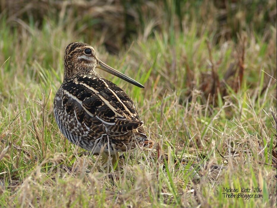 This unexpected Wilson's Snipe was sunning itself after a cold spell here in Vancouver. This photo was taken at the Boundary Bay Airport along one of the wet fields to the north of the airport. These very secretive birds typically are only seen when you flush them from cover as you have come too close so I was quite lucky to get these shots. The North American Snipe has, in the last 15 years, been split from its cousin in Europe, the Common Snipe. Other North American relatives are the Woodcock and both Dowitcher species. Wilson's Snipe Gallinago delicata Boundary Bay Airport Delta BC British Columbia Canada grass camouflage brown green beak blogger com shorebird bird outdoor animal landscape