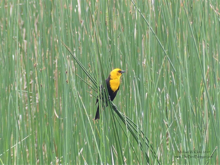 Yellow-headed Blackbird - Meadow Lake, BC         You can hear these blackbirds before you see them with a very non-melodic song. The visual on the other hand is very striking with the males hooded in yellow with a contrast to the black on the rest of their body. This was taken along the side of Meadow Lake Road just before heading to the Fraser Canyon.                  Michael W Klotz 2019 - www.TheBirdBlogger.com Picture
