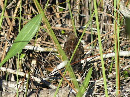 Zapata Wren - Santo Tomas, CU         Part of the excitement of birding other countries is going in search of the extremely rare species. In this case, the Zapata wren is only found one one place in the world and that is the Zapata Swamp on the southern side of Cuba. Our guide Adrian took us by pole boat to a location in the swamp where they can be found. The bird was only revealed to science in 1926 and was named for one of its discoverers, Fermin Cervera. It is now considered endangered due to introduced predator species and drainage for agriculture.                  Michael W Klotz 2019 - www.TheBirdBlogger.com Picture