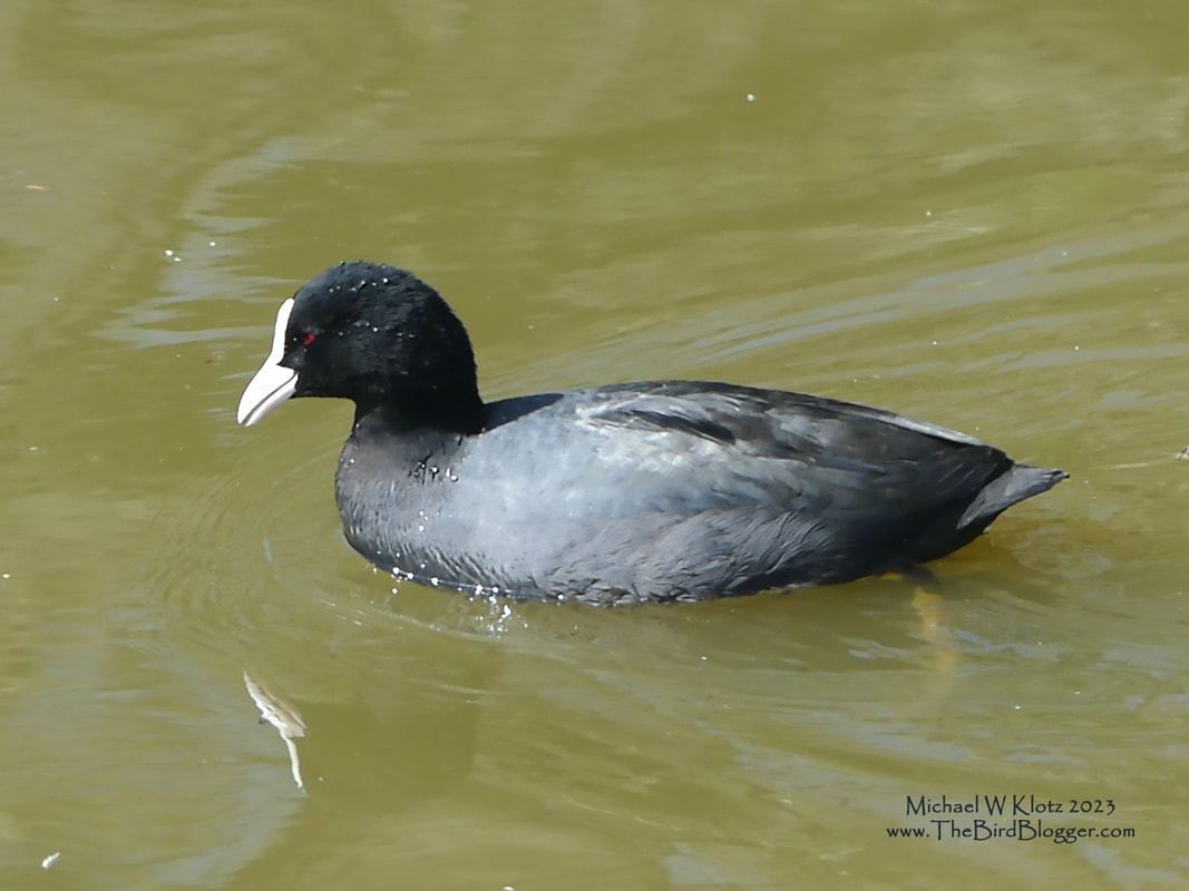 Eurasian Coot - Sakatagaike Park, JP         A relatively common bird up close has a great look with the red eye and smooth off white bill. There were several of these rails floating around in the pond at Sakatagaike Park in Narita. They are found throughout Asia, Europe, Northern Africa and Oceana in large groups and not so shy like their cousins.            Michael W Klotz - www.TheBirdBlogger.com
