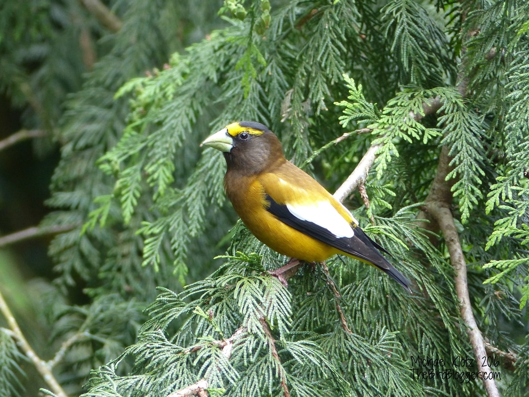 Evening Grosbeak - Langley I had been searching for these finches for months for my year list. I stalked them from eBird where they were posted 25-20 blocks up the hill from my house, I went to the north shore to try my luck. Everything turned up a big donut hole. My fantastic family was in town and show up to the house. The 10 of us head to the deck and proceed to have a good time. One thing you need to know about this family is we have some very loud voices and we are not afraid to use them. All of a sudden a flash of yellow hits the feeder. I know what it is by the white contrasting with the black and yellow, but I don't believe it. I have had this feeder there for 10 years and not one of these beauties visits..... ever. I yell/whisper for everyone to be quiet, like a mad man of course, and slink off the deck to get my camera. Everyone is still looking at me like I have dropped a marble or two. I finally get the camera on the pair and this is the result. The family finally decided after 15 minutes they didn't find the birds as interesting as I did and went on with the boisterous conversation. The pair hung around for the next 2 hours only heading to the tree if an arm flung up from out of the crowd. The strangest thing, I haven't seen them back since that day. So thanks are given to my very vocal family. You are welcome on my deck anytime.   Michael Klotz - www.TheBirdBlogger.com