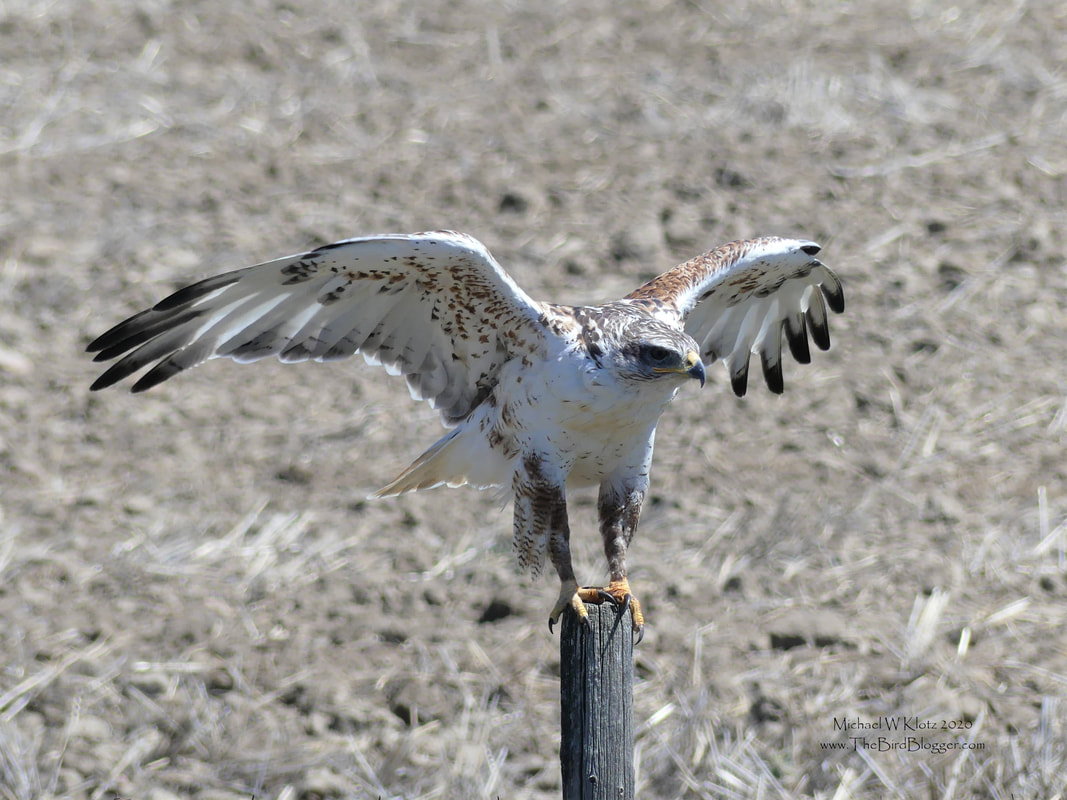 Ferruginous Hawk - Consul, SK        We were very lucky to great up close and personal with the largest hawk in North America. These beautiful pale birds are found on the grass lands of the continent eating just about everything that moves with gophers being a favorite. This bird was just settling down on the fence post outside of Consul Saskatchewan when we saw him.                 Michael W Klotz 2019 - www.TheBirdBlogger.com