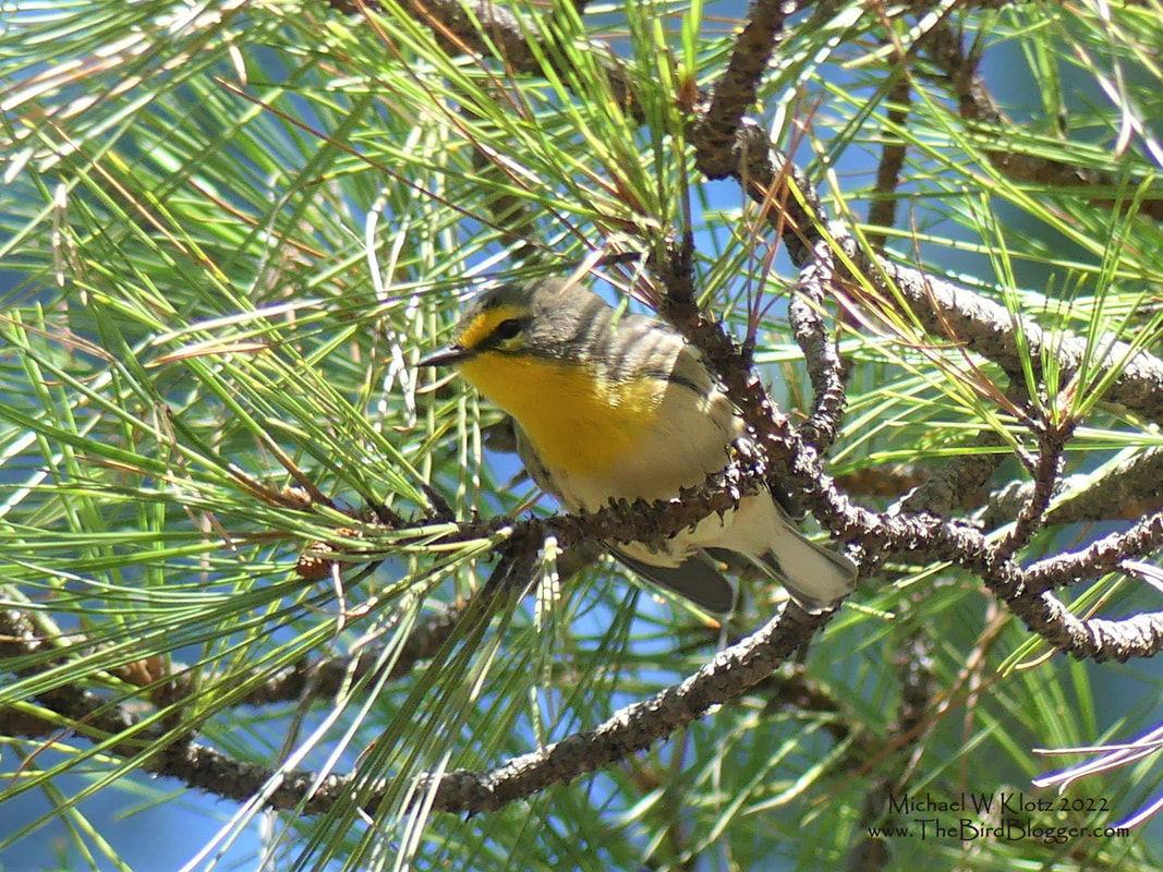 Grace's Warbler - Mt Lemmon, AZ         A warbler of the pine forests of Southern North America right on down to the Nicaraguan northern mountains. Along Bear Creek Picnic area, there were several great species of song birds making their way through the pine forest. These birds included Painted Redstart, Hermit and Wilson's warblers, Yellow-eyed Junco, and several species of vireo. This world above the desert would shock most people to find the lush forests and mountain streams so close to one of the driest deserts in North America. Mt. Lemmon has so much to offer including a reprieve from the heat.         Michael W Klotz - www.TheBirdBlogger.com