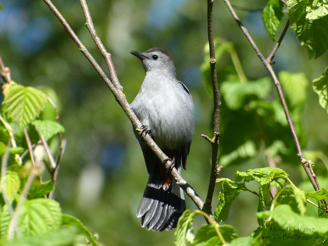 Gray Catbird - Sicamous, BC Along the Eagle River in Sicamous there is a very nice spit with some mature deciduous trees where this very inquisitive Catbird was spending the morning. The name catbird comes from the soft mews that the bird is known well for and sounds very similar to a cat. Being part of the mimid family, it also can copy a great deal of other birds so well that you would swear there were sometimes 5 species sitting in the same tree.  Michael Klotz - www.TheBirdBlogger.com