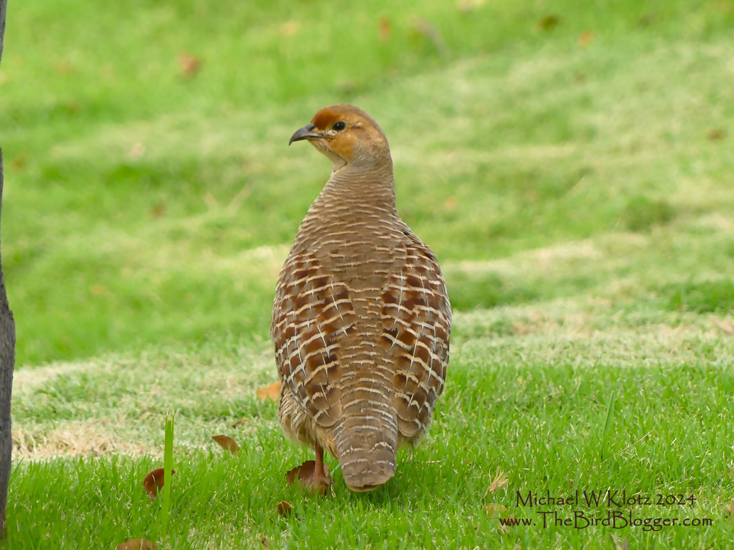 Gray Francolin - Keawakapu, HI        Calling from the lawn, up from the beach, this transplant from India and Iran was very vocal. Not shy in the least these birds are commonly found around Maui. They frequent the hilly rocky areas with a great many of them on the golf courses. There are a great many types of Francolin around the world and are 17 species strong.             Michael W Klotz 2024 - www.TheBirdBlogger.com