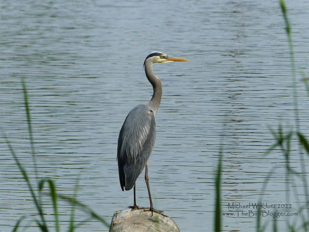 Great Blue Heron - Langley, BC          While these birds are very common around these part, they are still impressive when you get a good look at them. The bird was hunting off a stump in Brydon Lagoon, Langley. They are the largest heron in North America standing at 4 feet tall, but only weigh 5-6 pounds. There are some of these birds in Florida that are all white and called aptly Great White Herons. These are not to be confused with White Egrets which are closely related.         Michael W Klotz - www.TheBirdBlogger.com 2022  