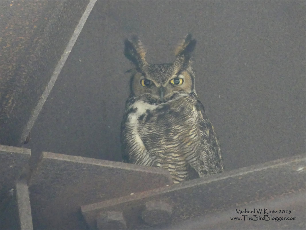 Great-horned Owl - Deltaport, BC        One of the most notorious night time hunters is being very paternal watching over his mate in the nest across the way. This bird is sometimes called the 