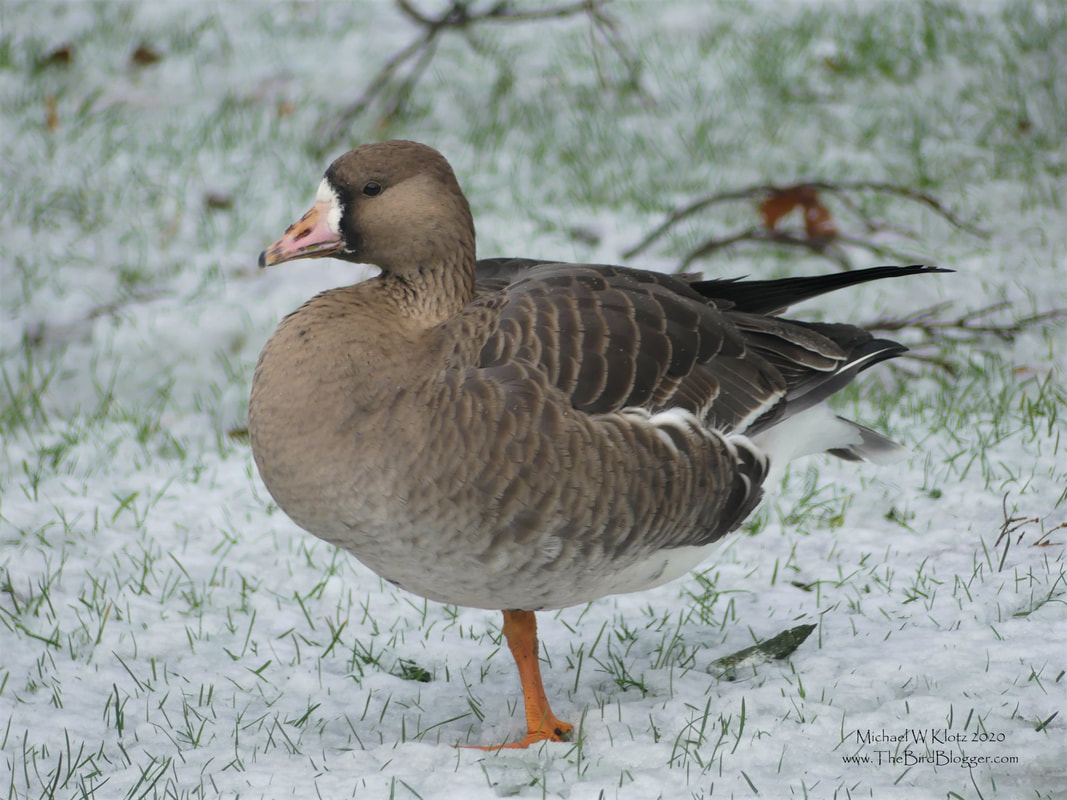 Greater White-Fronted Goose - Stanley Park, BC        Stanley Park is an amazing place to bird and this winter was no exception. This Greater White-front was cozying up to a flock of Canadian Geese for the winter months among the lawns near second beach. January saw a bit of snow but as you can see, not so much to cover all the goose food up. These birds are usually found somewhat further south in the non-breeding season, but we will have the occasional small flock here for the winter.                  Michael W Klotz 2020 - www.TheBirdBlogger.com
