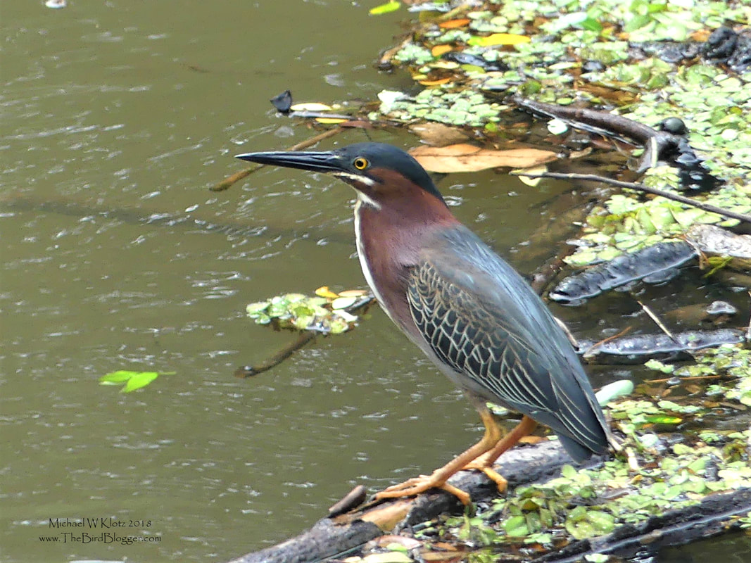 Green Heron - Cardenas, Nicaragua       There were several of these herons working the margins of the pools just around the bridge in Cardenas that crosses Rio Sabalos. These herons are always weary and show it when the flick their tail. Once settled in, they have laser focus and will sit staring at the same patch of water for what seems an eternity. I have also watched this birds use bait to fish. smart critters.           Michael W Klotz - www.TheBirdBlogger.com