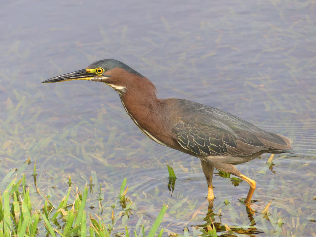 Green Heron - Ft. Lauderdale, FL       Obviously the bird is used to people being close as he was walking around within several dozen people in the center of Hillsboro Inlet Park. In the dry season this lawn is high and dry but this small heron was checking for goodies along the edge of a new pond from the spring rains.          Michael W Klotz - www.TheBirdBlogger.com