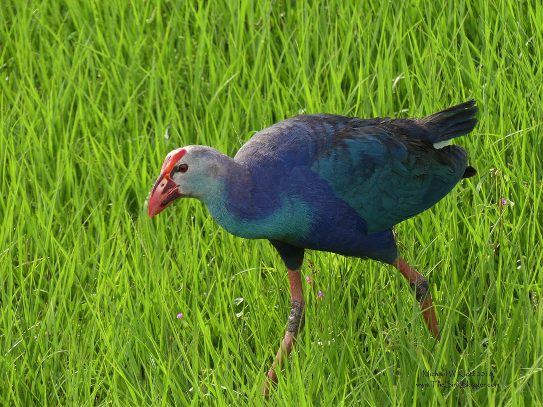 Grey-headed Swamphen - Boyton Beach, FL        The Grey-headed swamphen is a rather chunky member of the rail/gallinule family that originates from south east Asia. There were several that were claimed to be escapees in the everglades and have been very successful in the area of South East Florida. Too successful in relation to the local population of birds that live within the same range. Invasive species are the largest reason for the decline of some species today. These threats are usually due to competition  for nesting habitat or food and sometimes the spread of disease as is the case of Hawaiian birds.            Michael W Klotz - www.TheBirdBlogger.com