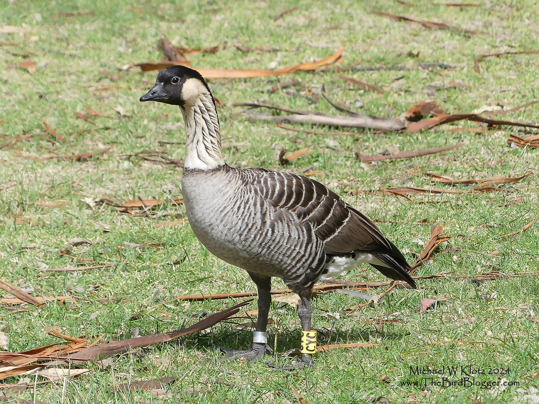 Hawaiian Goose - Hosmer's Grove, HI         The rarest goose species in the world is the Hawaiian Goose or Nene. This bird was thought to be ancestors of Brant's goose arrived on the islands some time ago. The cream neck and deep furrows within the coloring are the tell tale signs you are looking at this rare bird. They are only found on the Hawaiian islands and were almost extinct in the 1950's with only 30 birds remaining.. They have made a come back and number over 3000 birds on several of the islands.                 Michael W Klotz 2024 - www.TheBirdBlogger.com