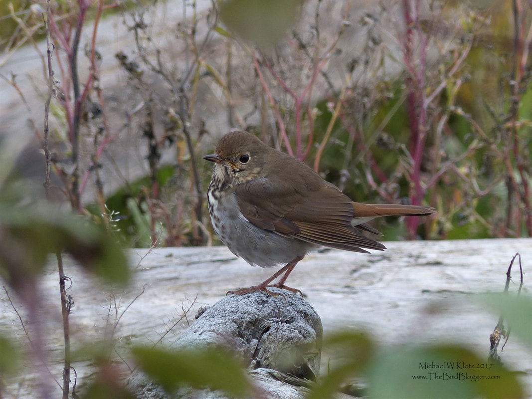 Hermit Thrush - Delta, BC     We have a couple of these spotted type thrush stay for us for the winter, but only on the coast where the water acts as a heatsink keeping temperatures warmer than the inland areas. Hermit Thrush are usually heard before seen and are only found in dense undergrowth. This particular bird must have been hungry as she was searching the open shoreline for food. It is rare that you catch a glimpse of these shy birds in the under-story, but even rarer to see them in the open, posing for a picture. One of the things I like best about these birds are they way they can throw their melodious voices like a ventriloquist. This was taken along Brunswick Point in Delta along the south side of the dyke.     Michael Klotz - www.TheBirdBlogger.com