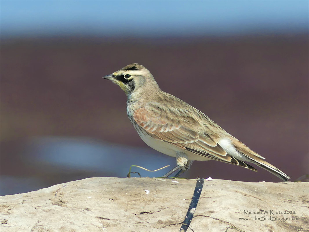 Horned Lark - Blackie Spit, BC          This grassland bird usually makes a stop on the way through to wintering grounds south of here. We don't typically get to see the full 