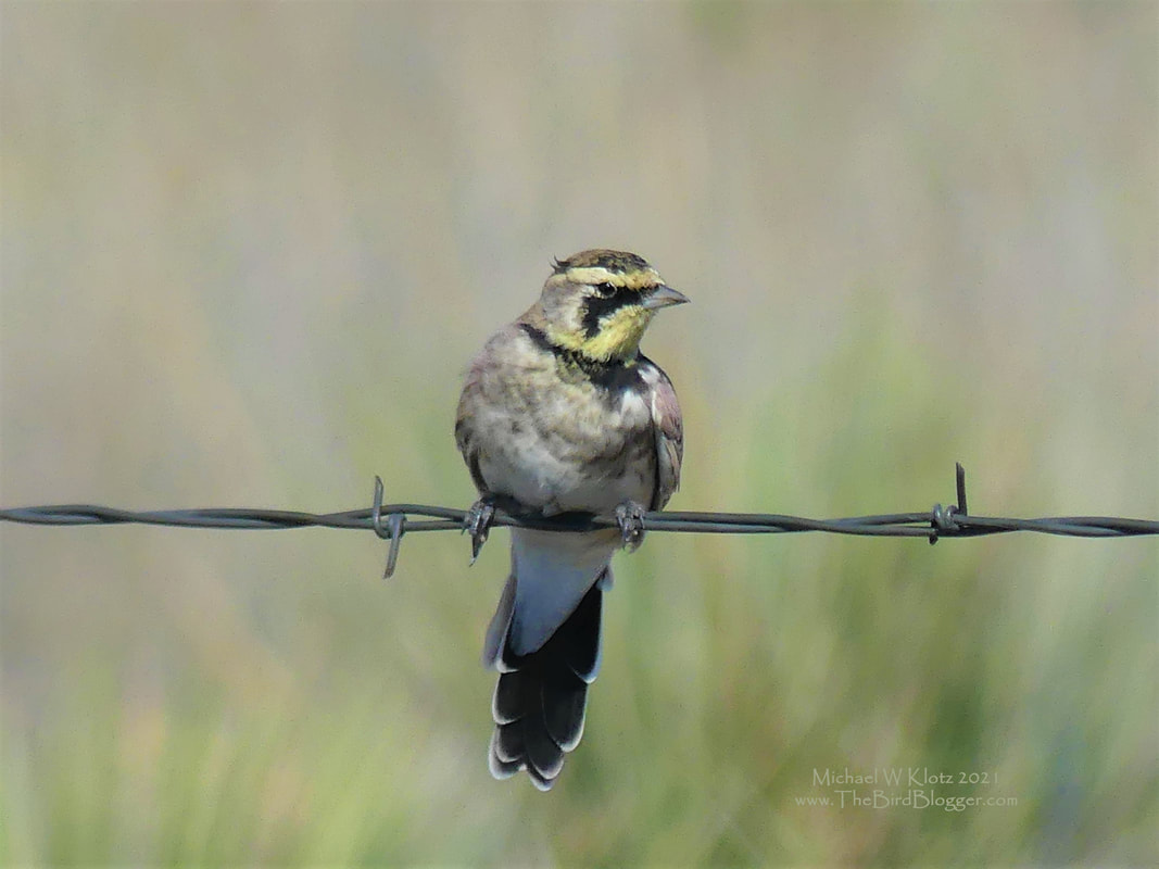 Horned Lark - Cibola National Forest, OK        The panhandle of Oklahoma is covered with barbed wire fence. many of the birds we saw were either on the fence line or the telephone poles as there are the highest points in the landscape giving the birds a chance to see what might be looking for them. This Horned lark, named for the feathers at the back of the eyebrow stripe, was up on the fence trying to keep steady as it was very windy on the plains. This was also our very first bird in Oklahoma and will go down in eBird just like that.            Michael W Klotz - www.TheBirdBlogger.com