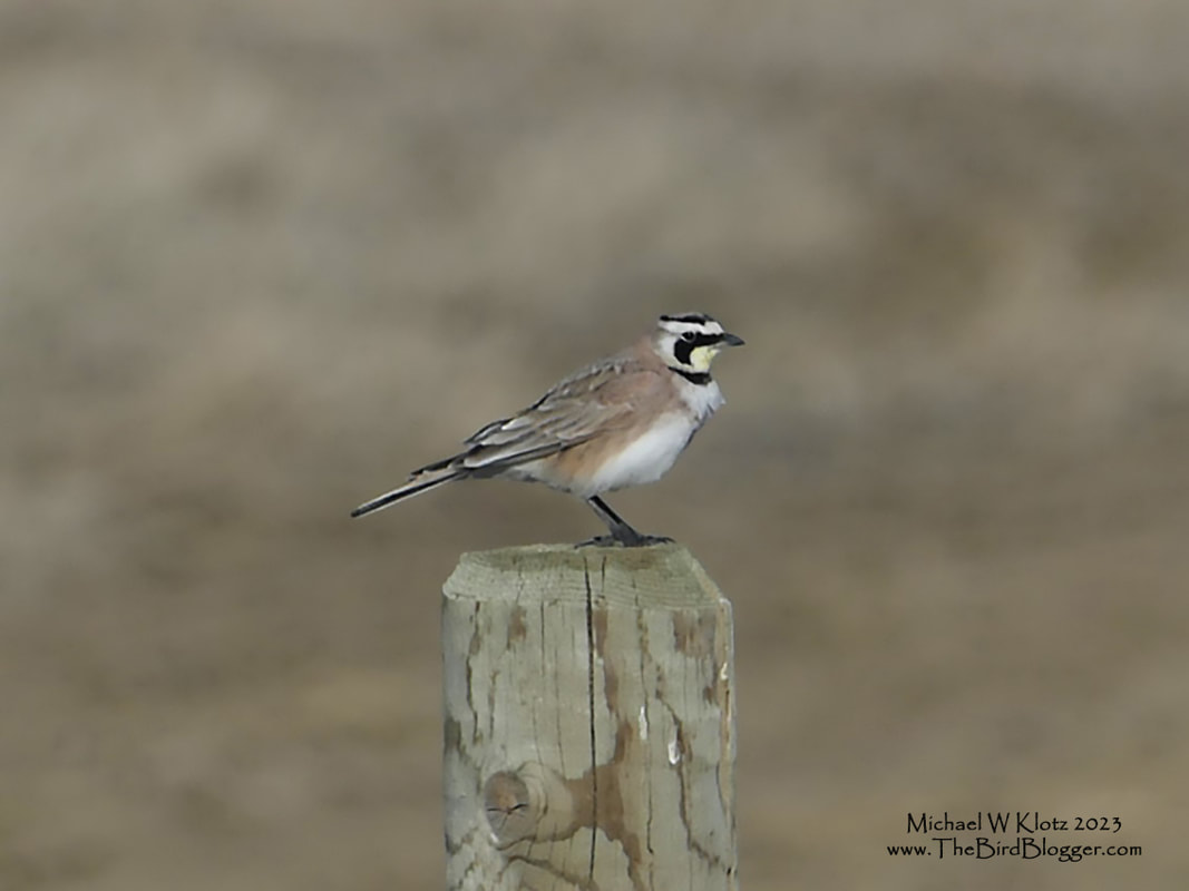 Horned Lark - Park Lake, AB        Striking facial patterns always catch an eye in breeding season. In BC where we see them in migration, most of the patterning is faded and don't make for the best pictures. This was taken at Park lake in Alberta where the males will find a perch and sing ......well, like a lark!  Horned lark have a whole bunch of different types of bird around the world, in fact there are 42 recognized sub species. It really makes me wonder if the lumpers are loosing the battle.             Michael W Klotz 2021 - www.TheBirdBlogger.com